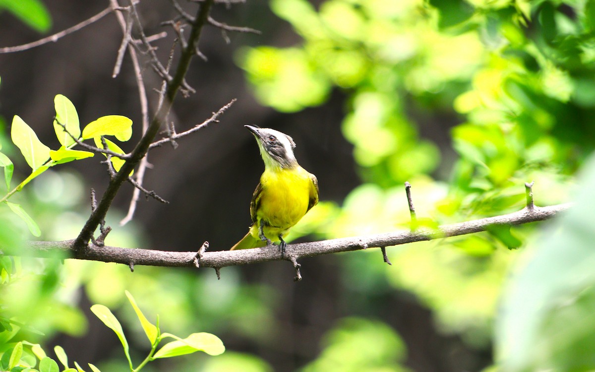 Social Flycatcher - césar antonio ponce