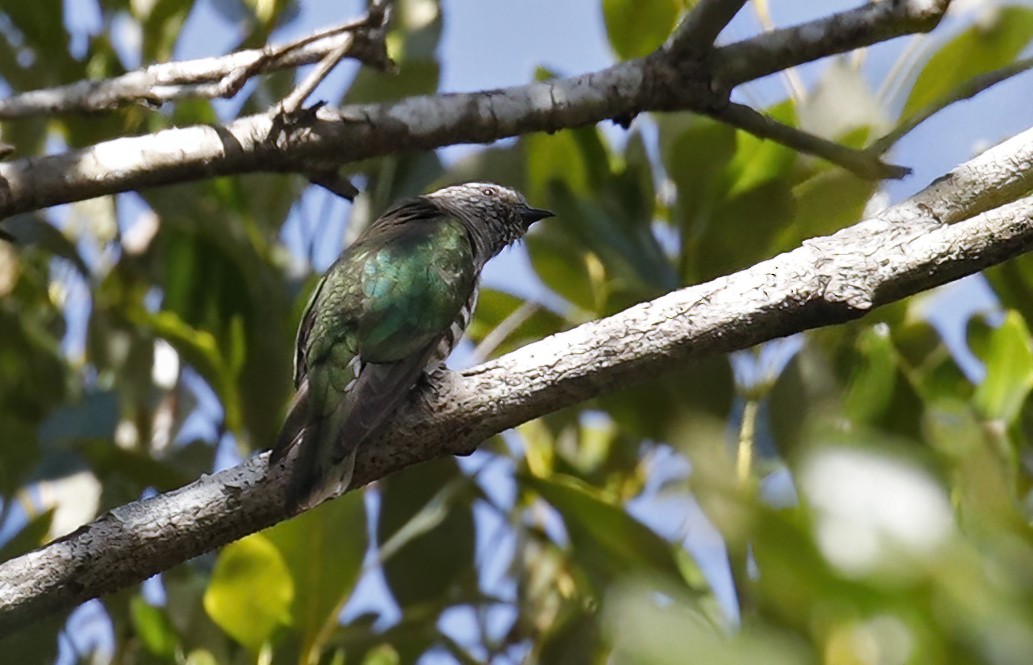 Shining Bronze-Cuckoo - ML614760293