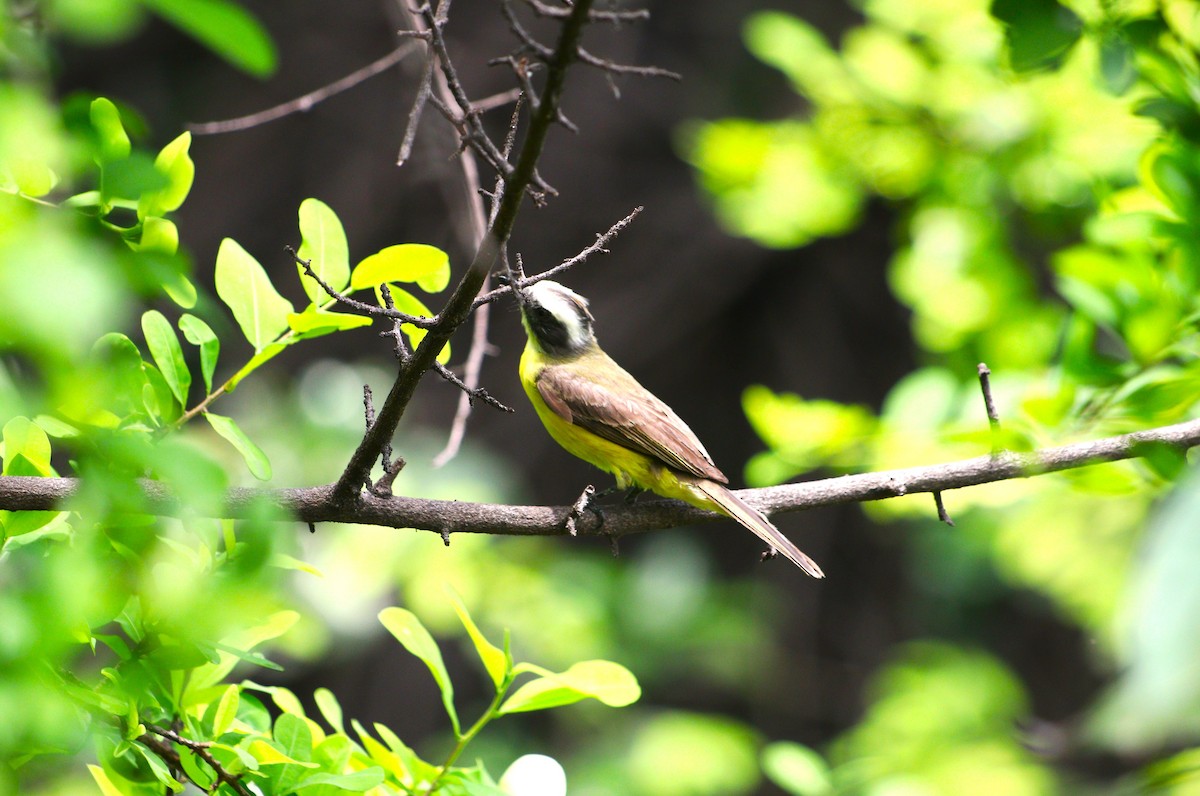 Social Flycatcher - ML614760311