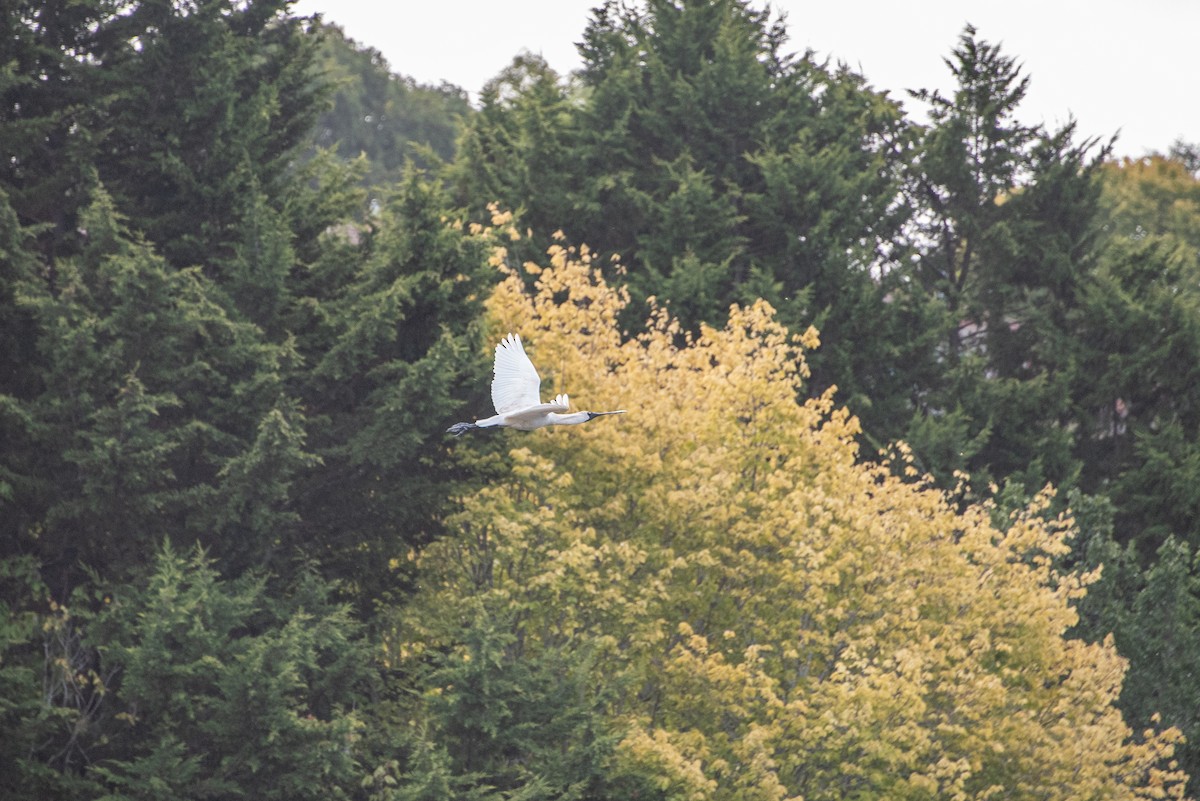 Royal Spoonbill - Joshua Freeman