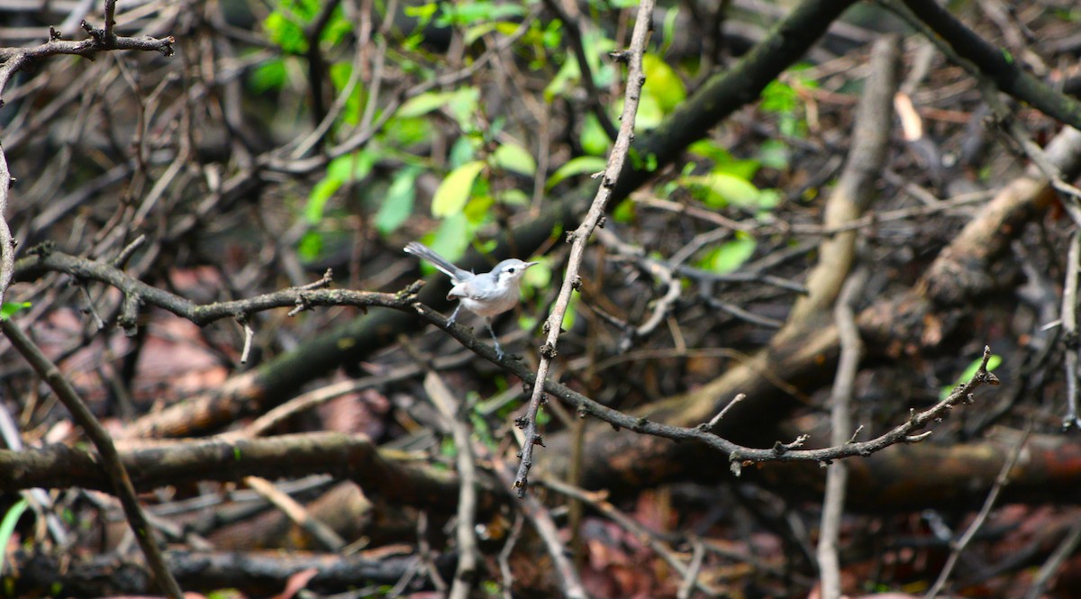 White-browed Gnatcatcher - ML614760345