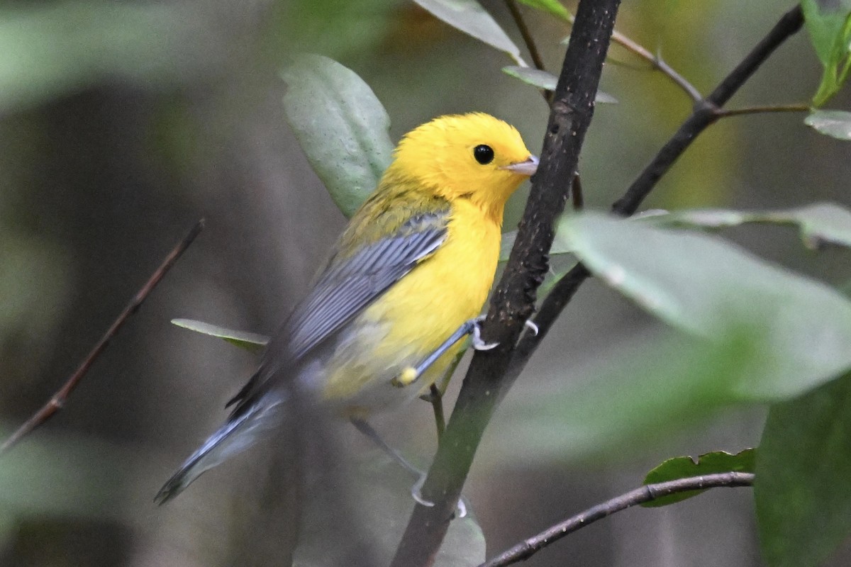 Prothonotary Warbler - Simon Artuch