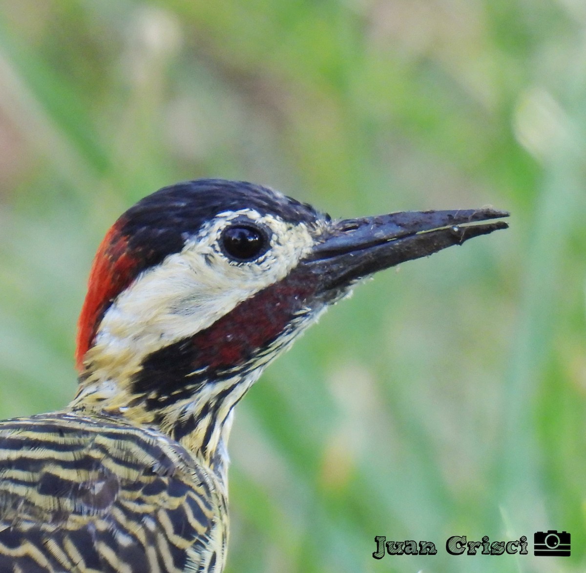 Green-barred Woodpecker - ML614760360