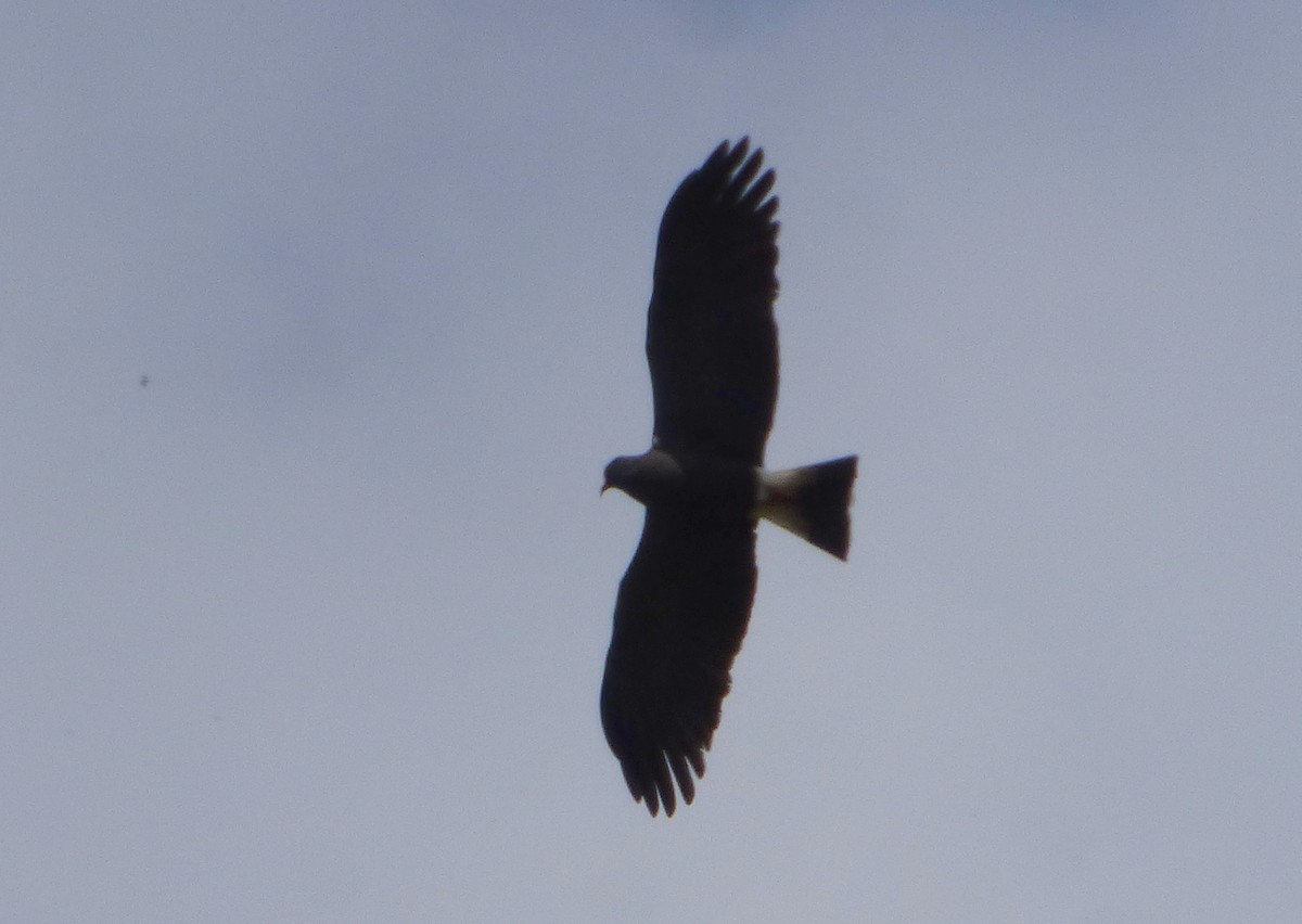 Snail Kite - Pablo Hernan Capovilla