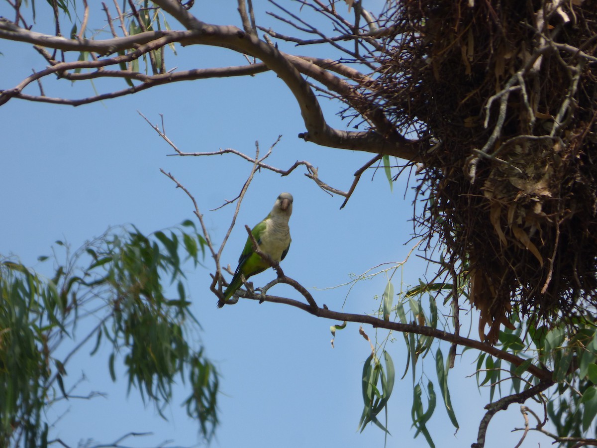 Monk Parakeet - ML614760394