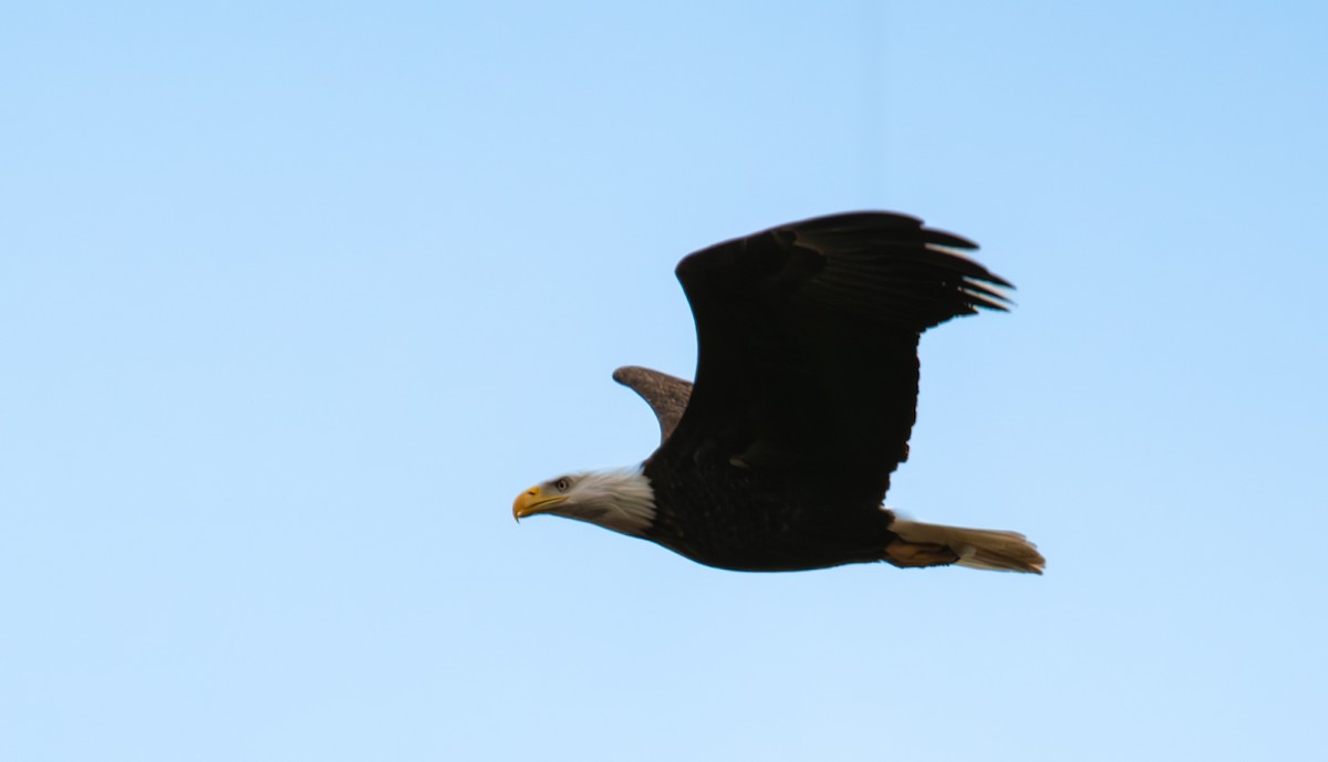 Bald Eagle - ML614760399