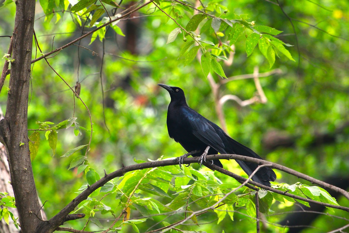 Great-tailed Grackle - césar antonio ponce