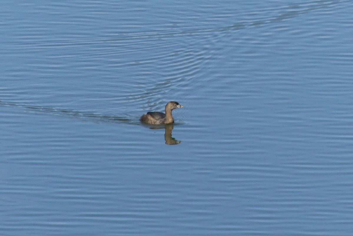 Pied-billed Grebe - ML614760453