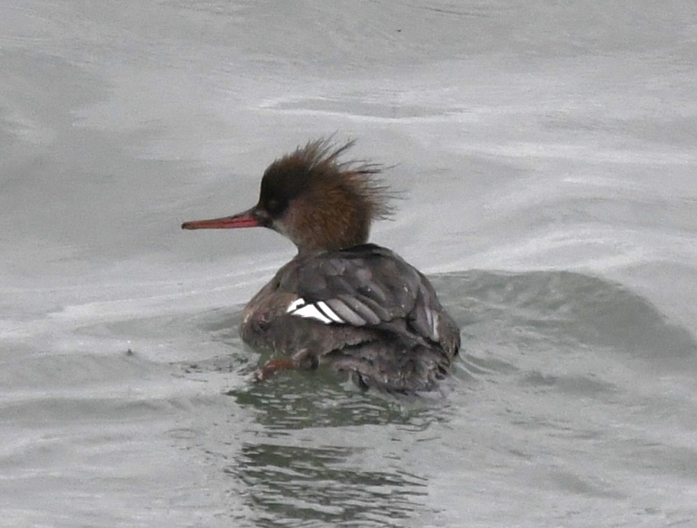 Red-breasted Merganser - ML614760457