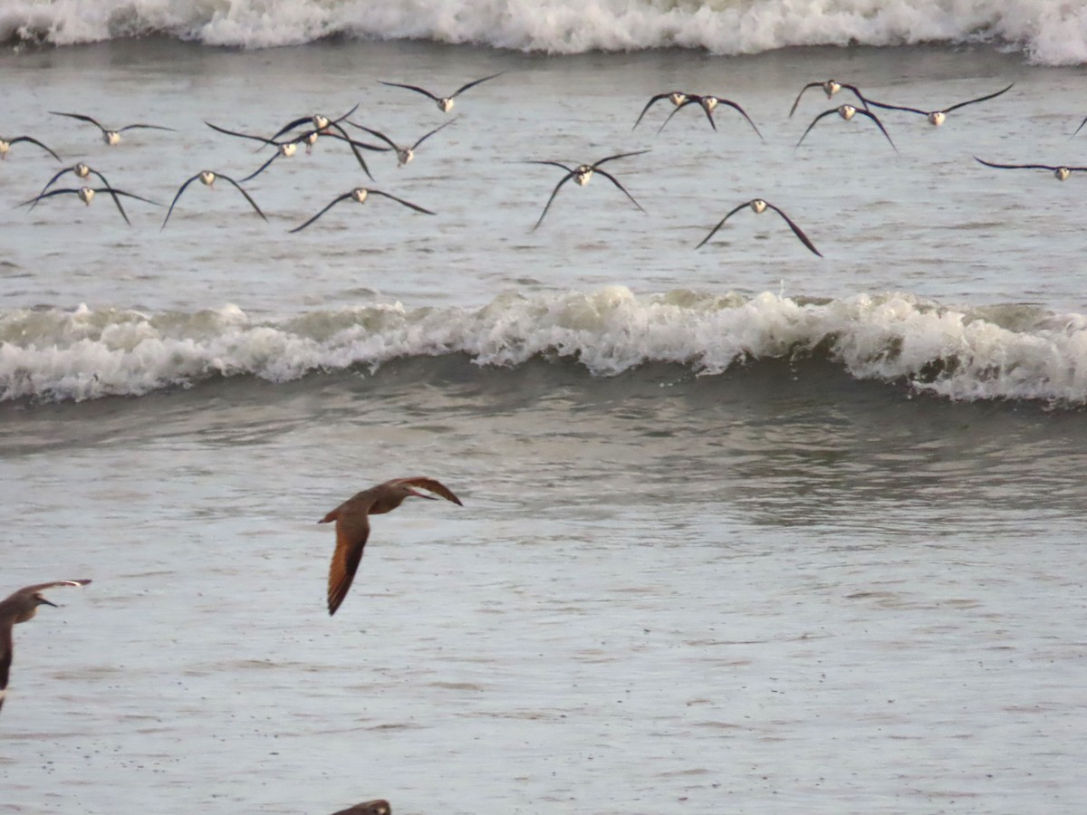 Marbled Godwit - ML614760458