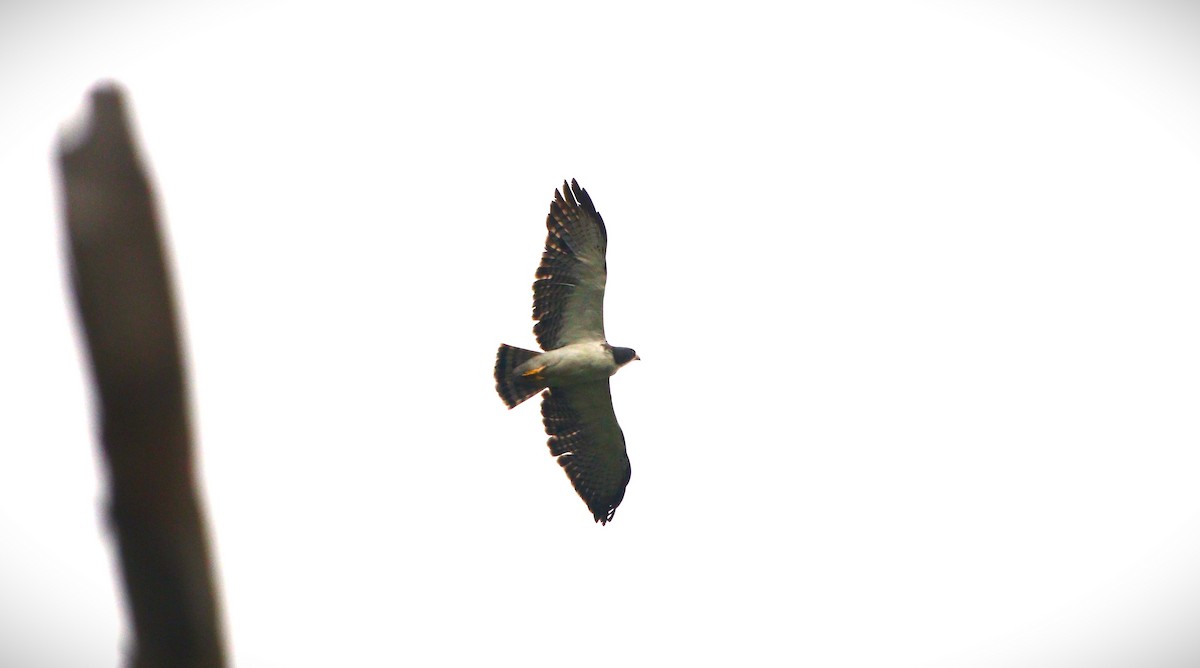 Short-tailed Hawk - césar antonio ponce