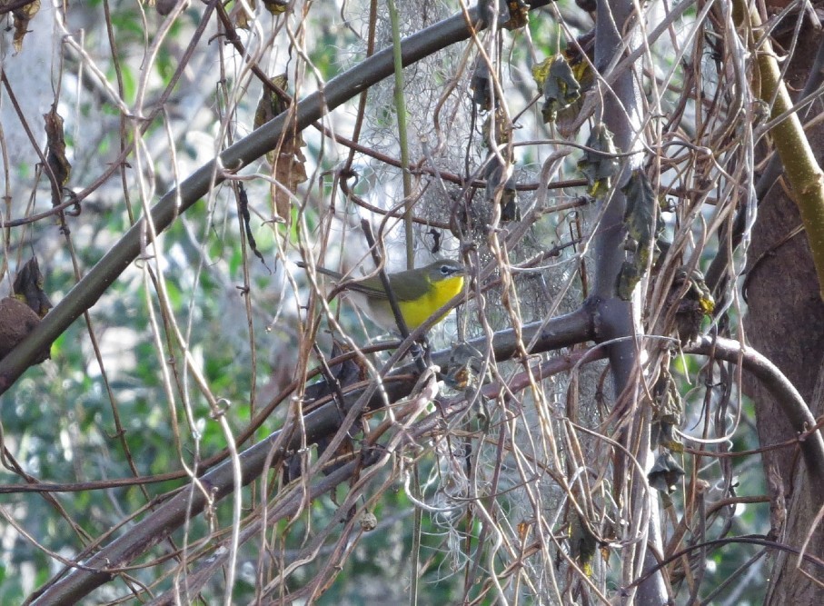 Yellow-breasted Chat - ML614760520