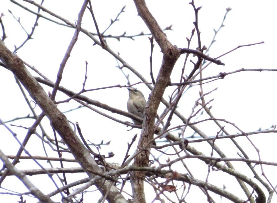 Golden-crowned Kinglet - Douglas Richard