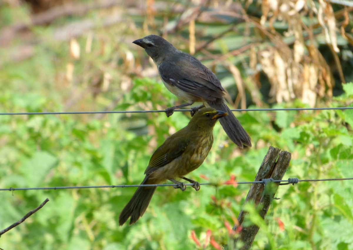 Bluish-gray Saltator - Pablo Hernan Capovilla