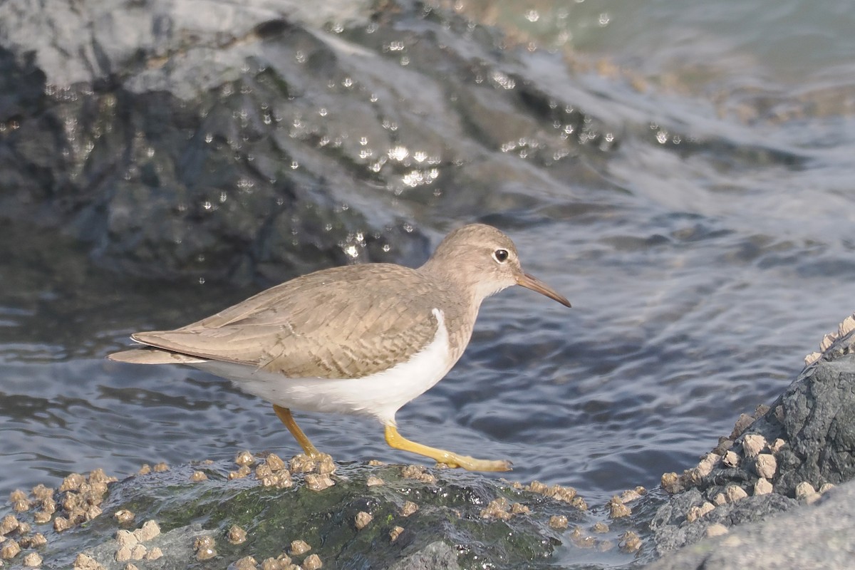 Spotted Sandpiper - ML614760570