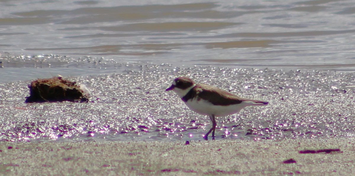 Semipalmated Plover - ML614760592