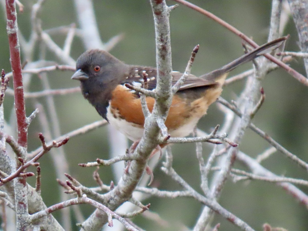 Spotted Towhee - ML614760652