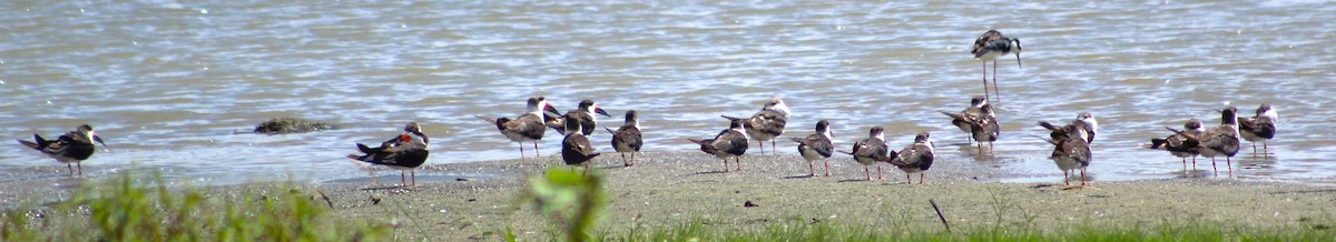 Black Skimmer - ML614760755