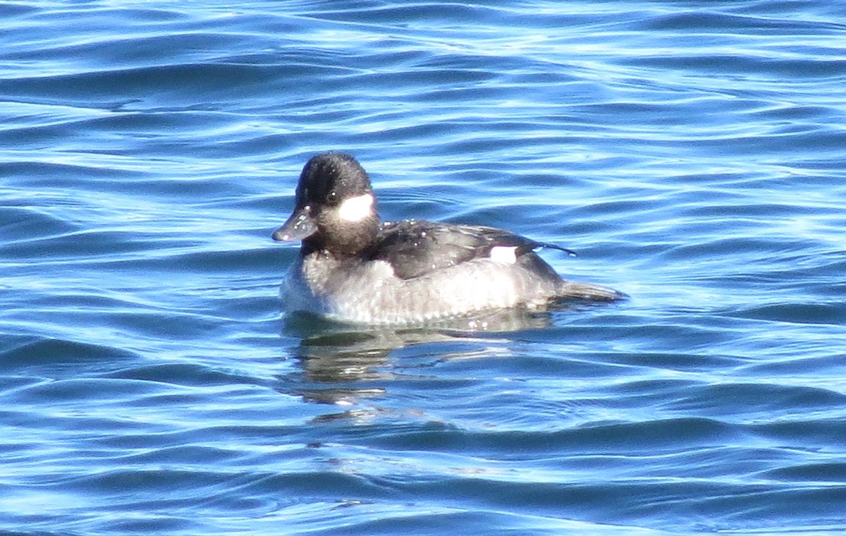 Bufflehead - James Hirtle