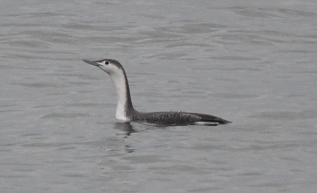 Sterntaucher - ML614760814