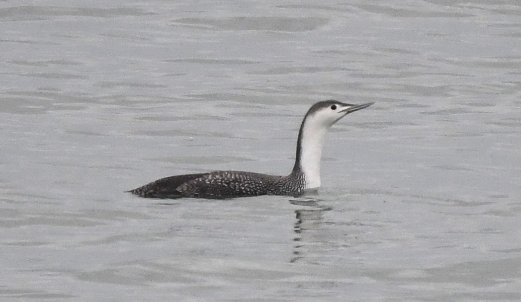 Sterntaucher - ML614760831