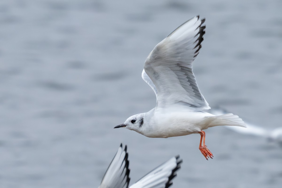 Bonaparte's Gull - ML614760849