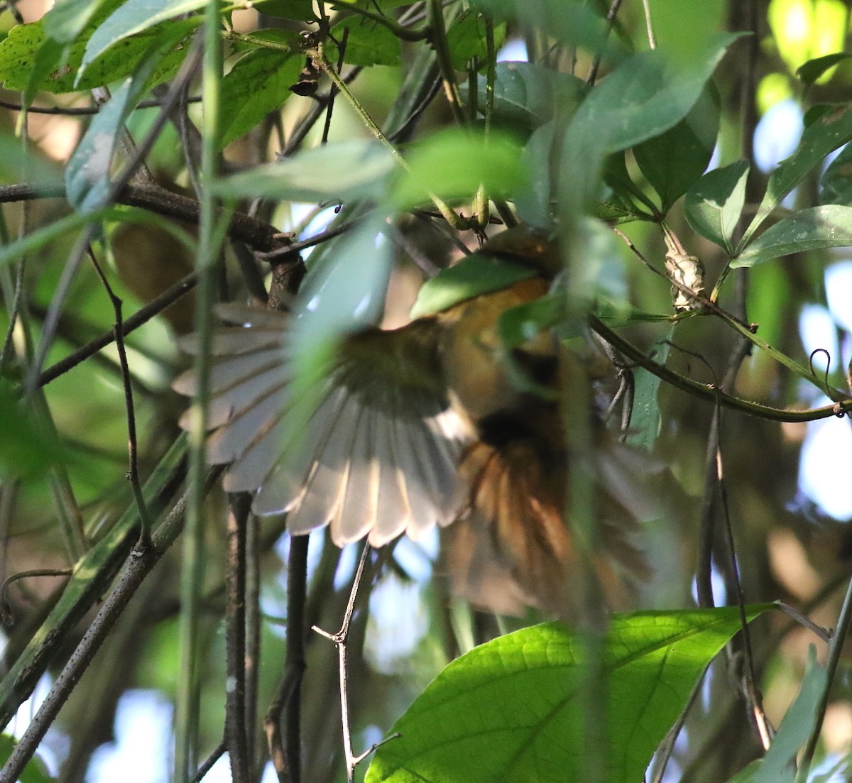 Fawn-throated Foliage-gleaner - ML614760876