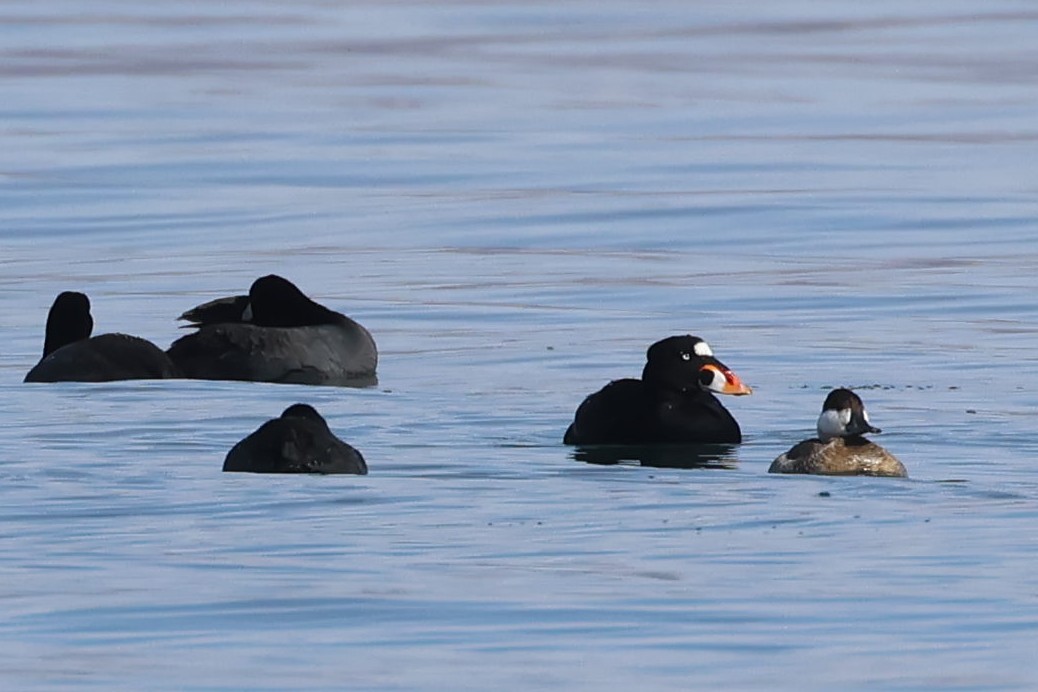 Surf Scoter - ML614760983