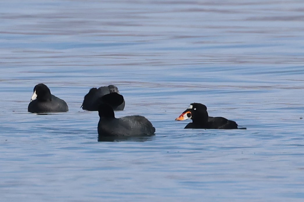 Surf Scoter - ML614760984