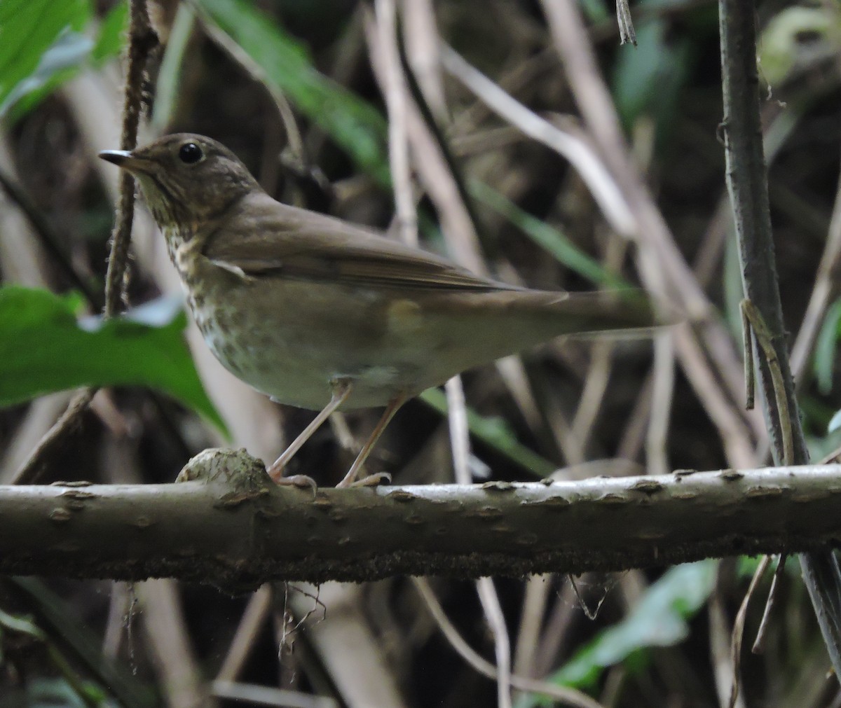 Gray-cheeked Thrush - ML614761000