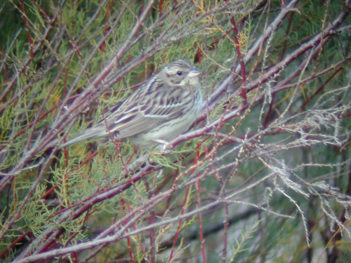 Yellow-breasted Bunting - James Lees