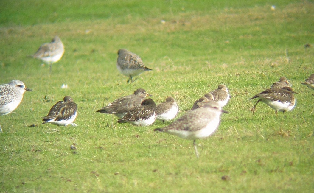 Surfbird - ML614761048