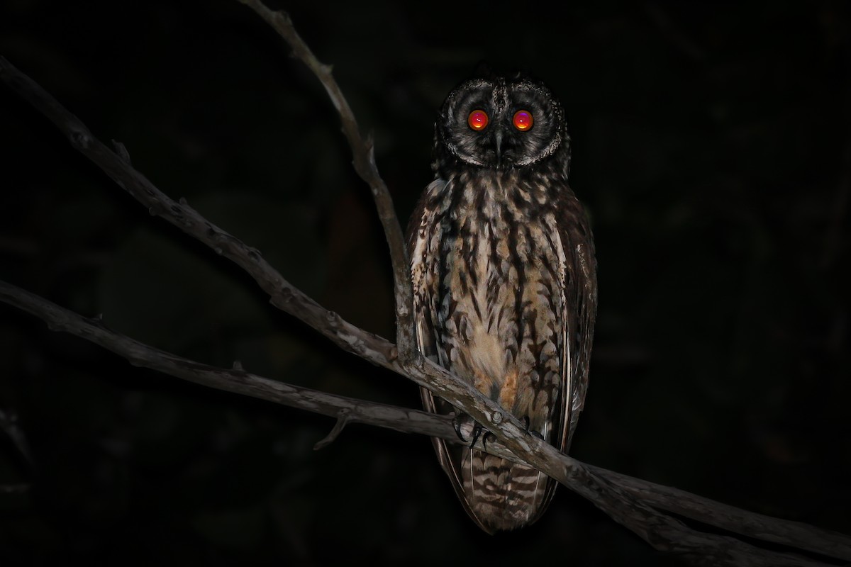 Stygian Owl - ML614761144