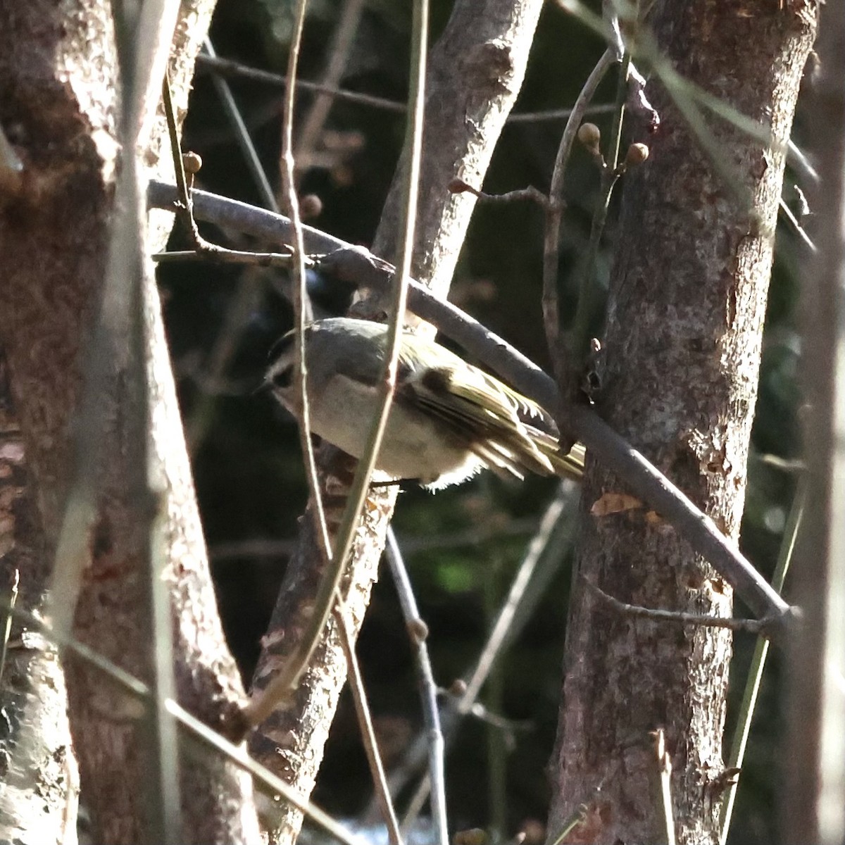 Golden-crowned Kinglet - ML614761303