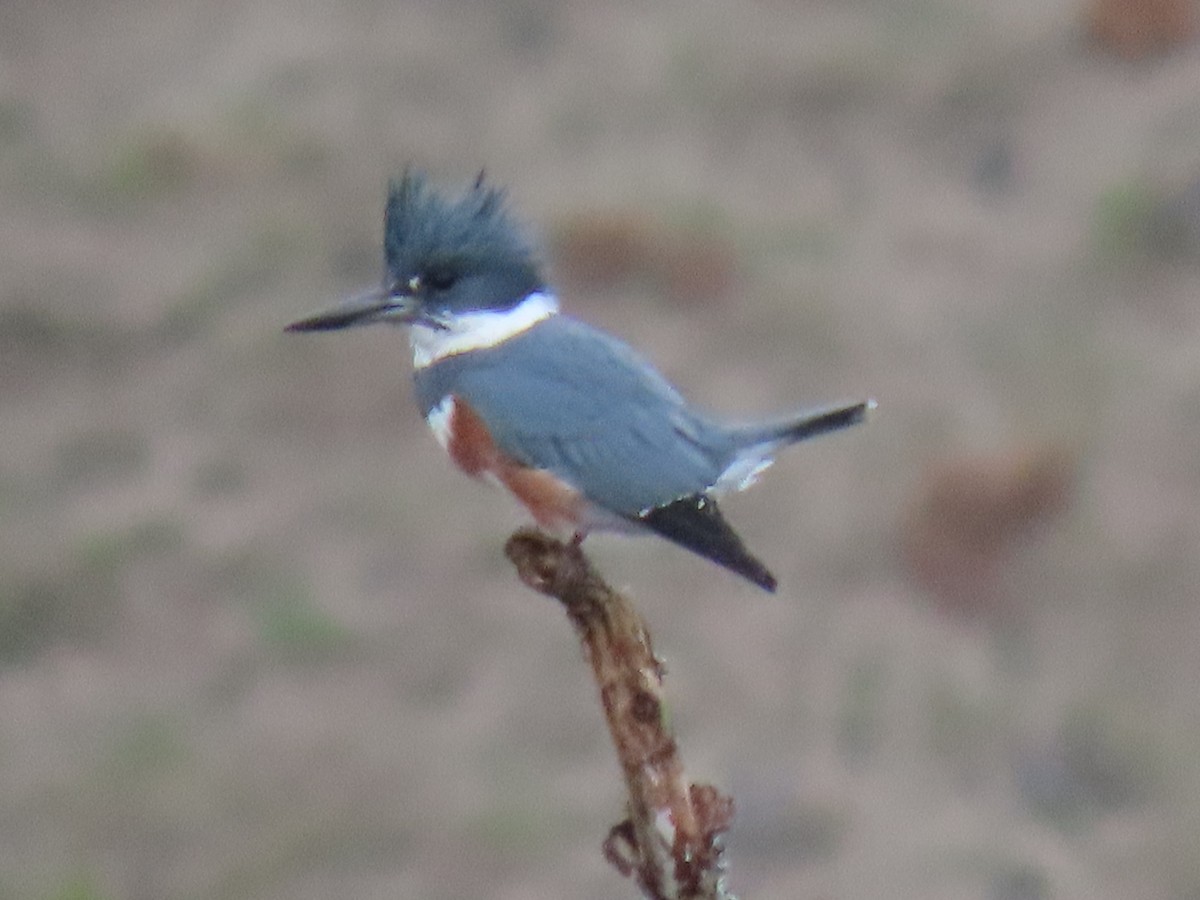 Belted Kingfisher - ML614761328
