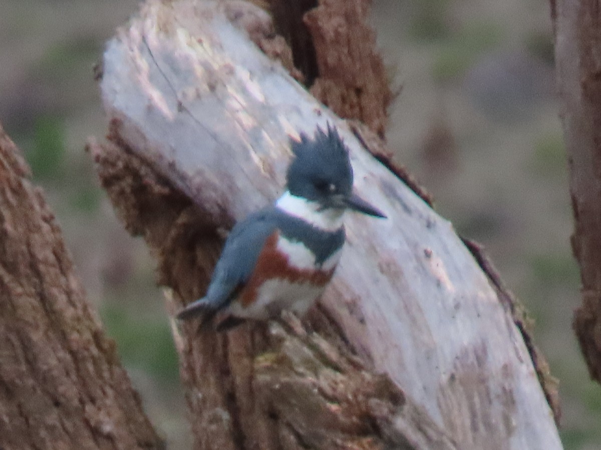 Belted Kingfisher - ML614761329