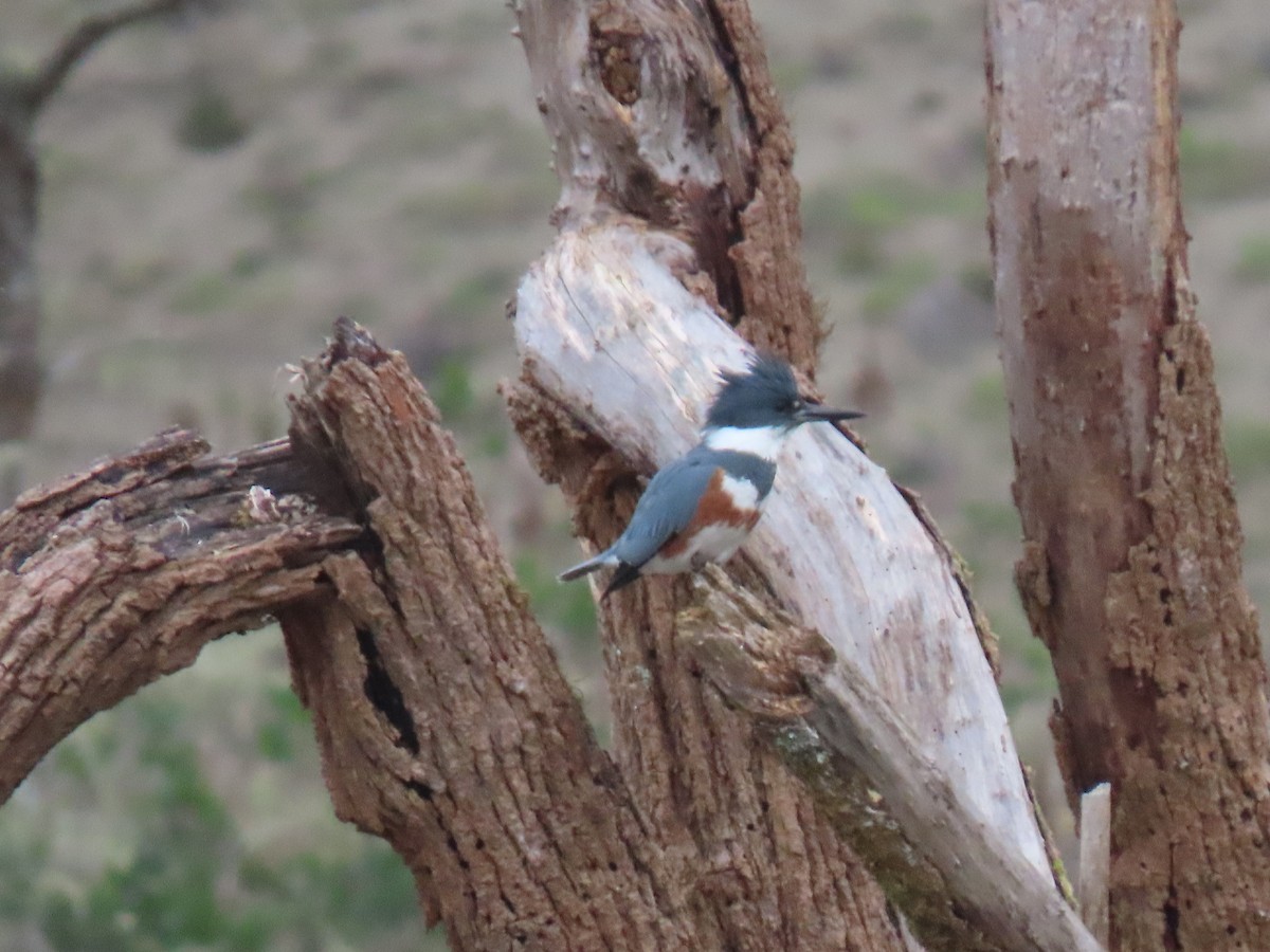 Belted Kingfisher - ML614761330