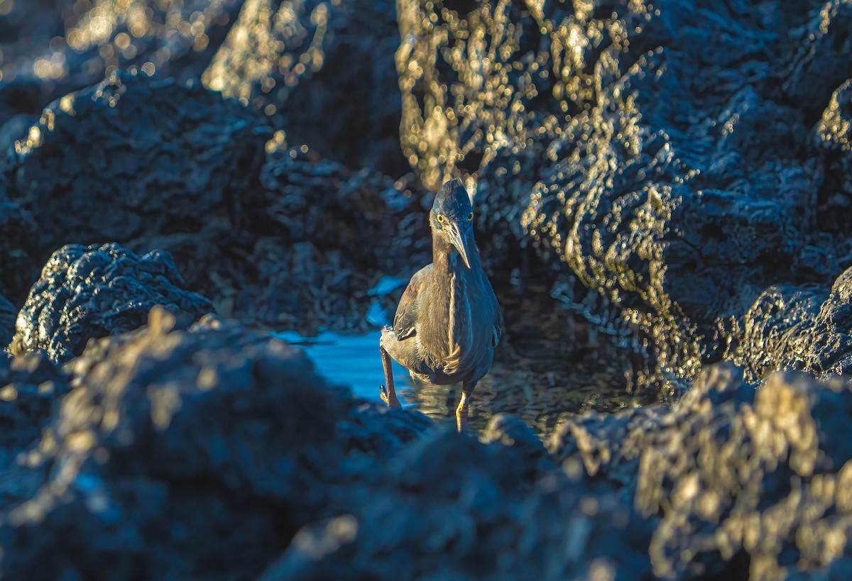 Striated Heron (Galapagos) - ML614761391