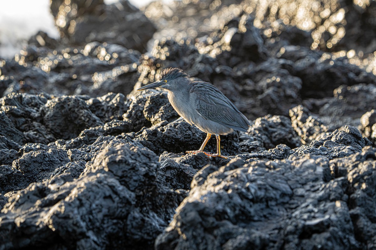 Striated Heron (Galapagos) - ML614761392