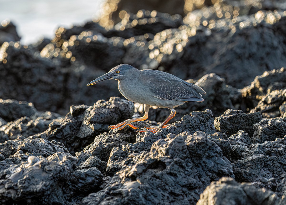 Striated Heron (Galapagos) - ML614761393