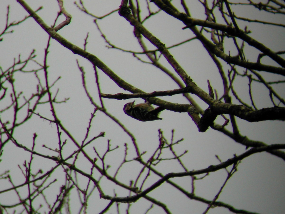 Lesser Spotted Woodpecker - ML614761407