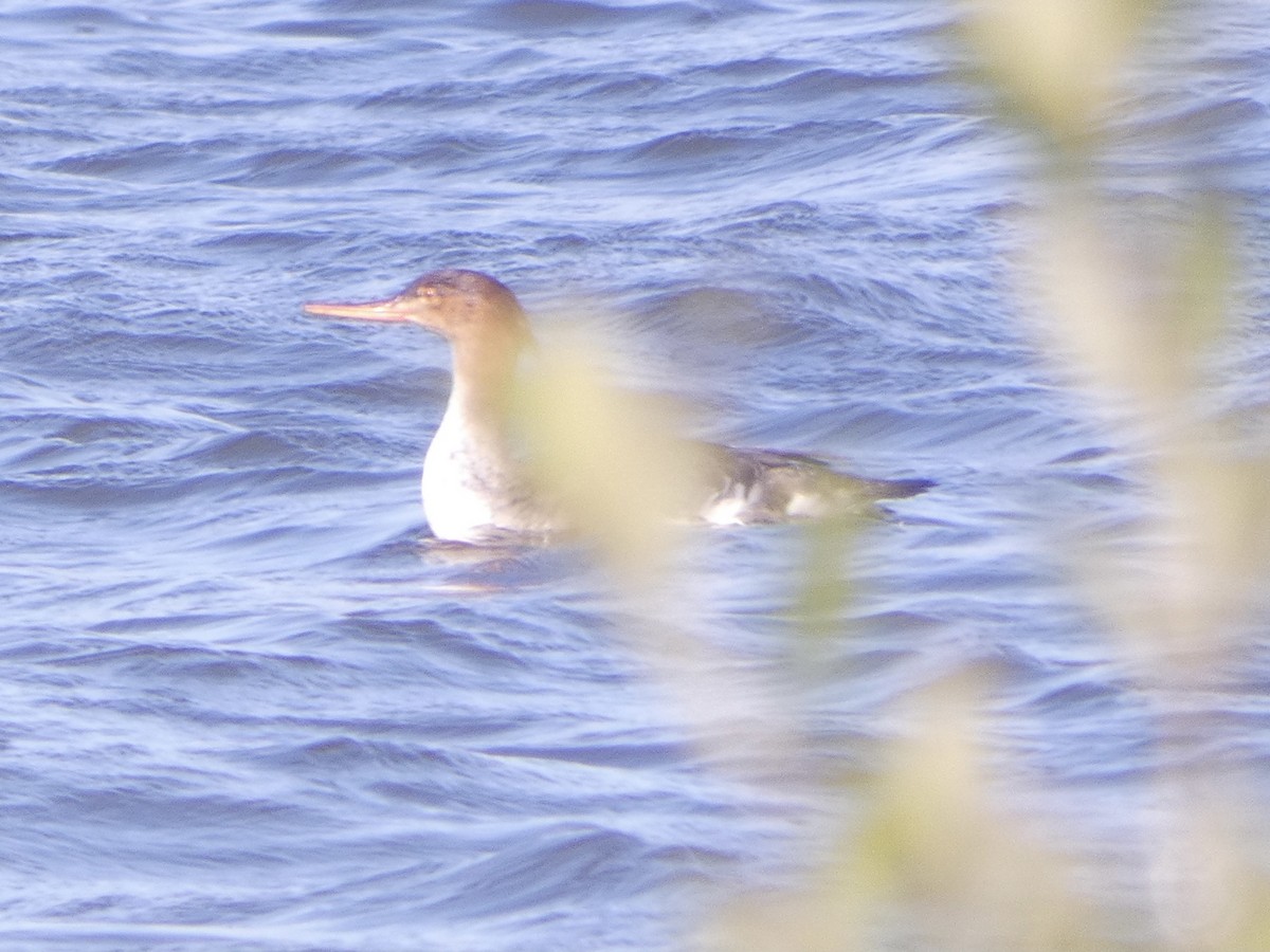 Red-breasted Merganser - ML614761418