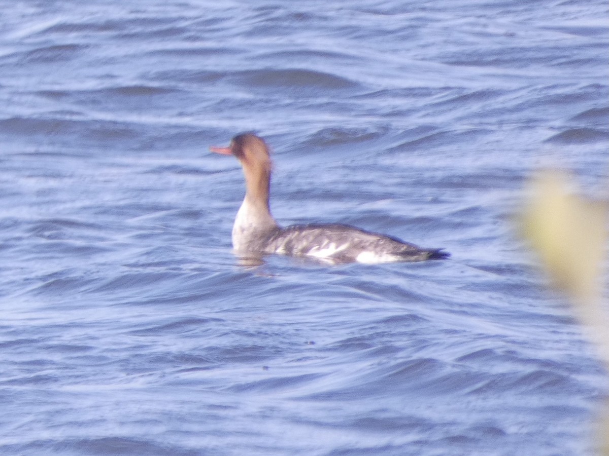 Red-breasted Merganser - ML614761420