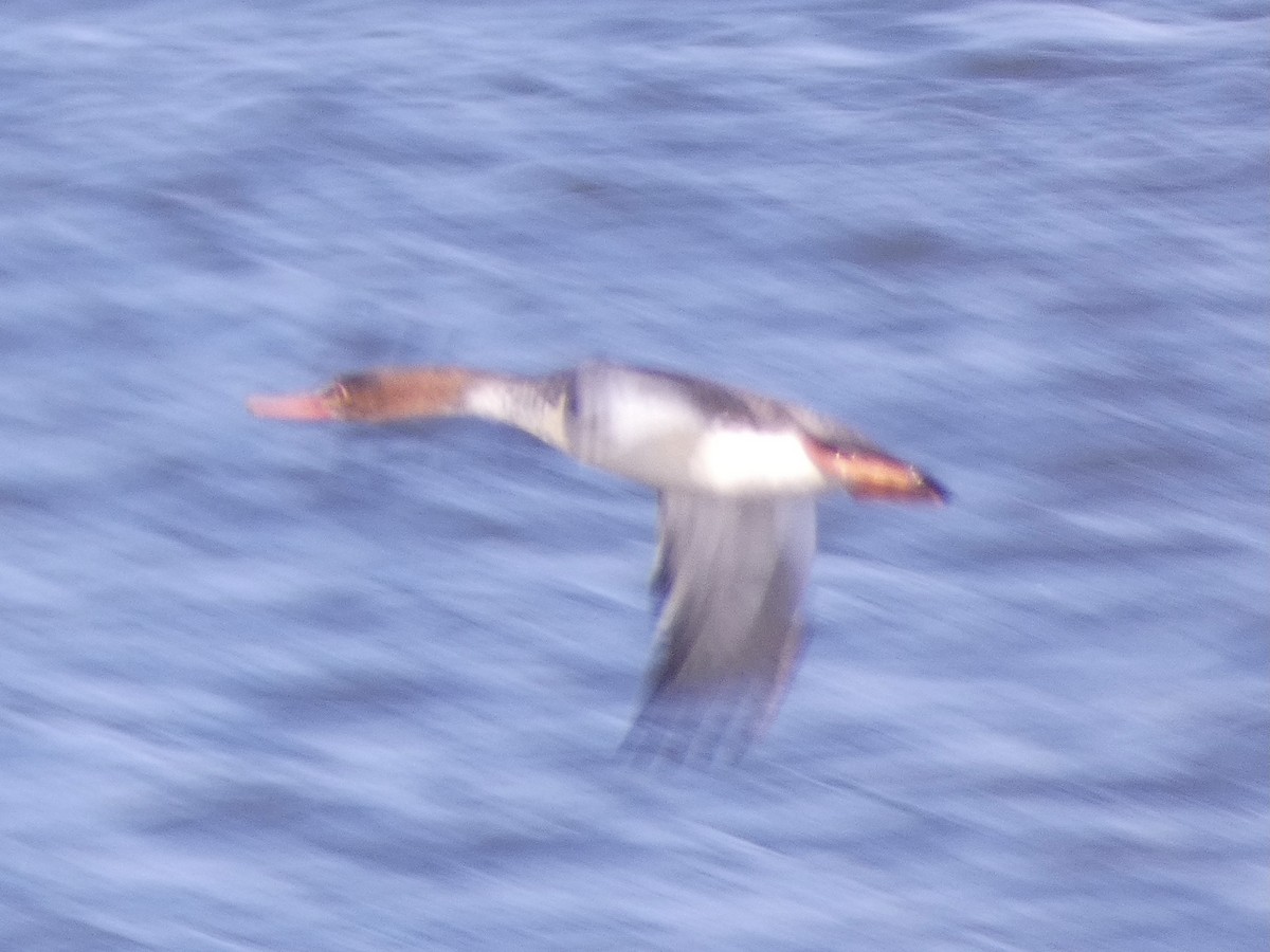 Red-breasted Merganser - ML614761423