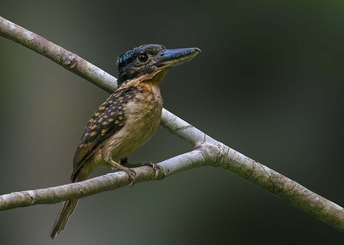 Hook-billed Kingfisher - ML614761503