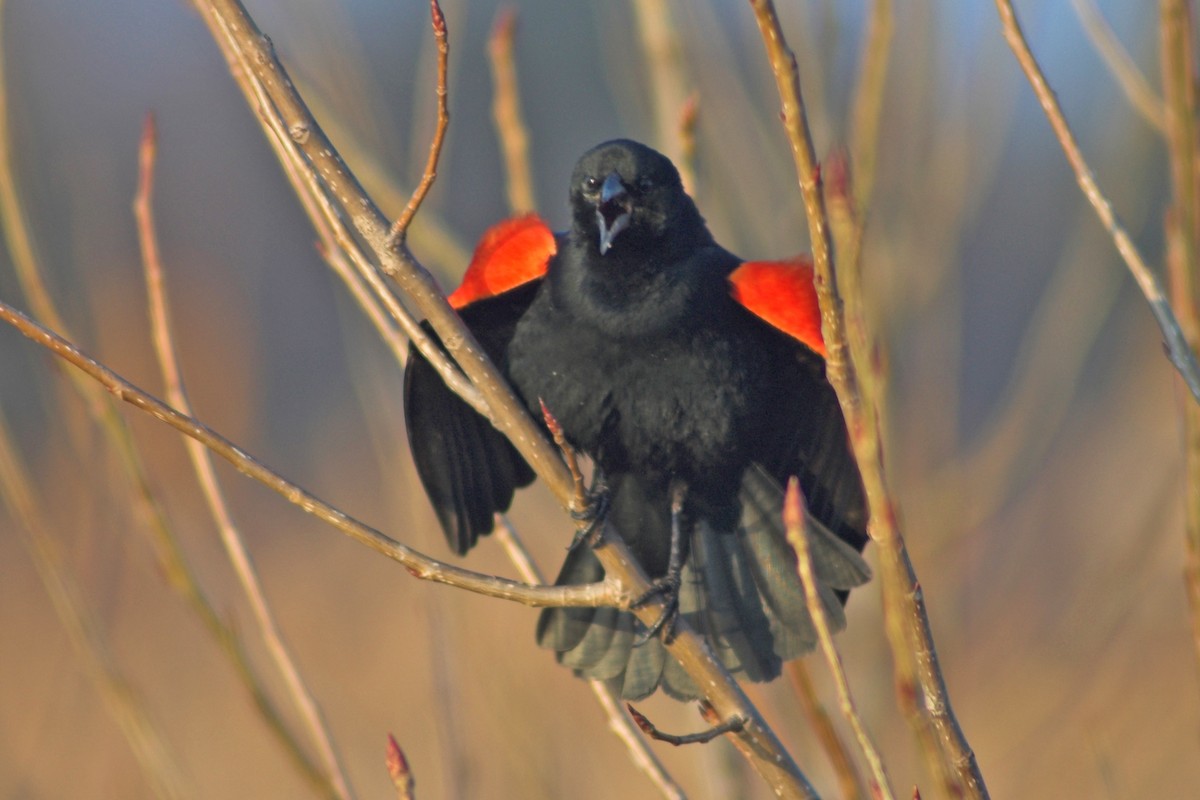 Red-winged Blackbird - Allen Chartier