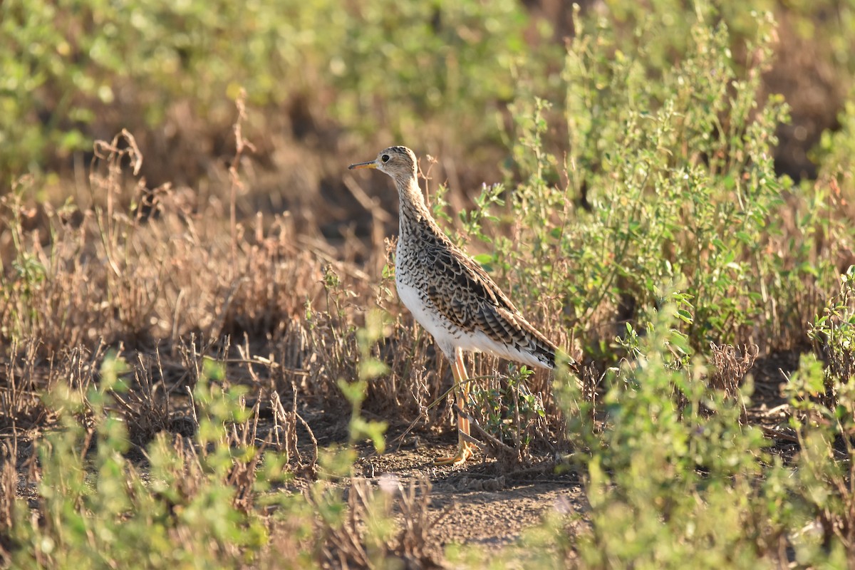 Upland Sandpiper - Lucas Naccaratti