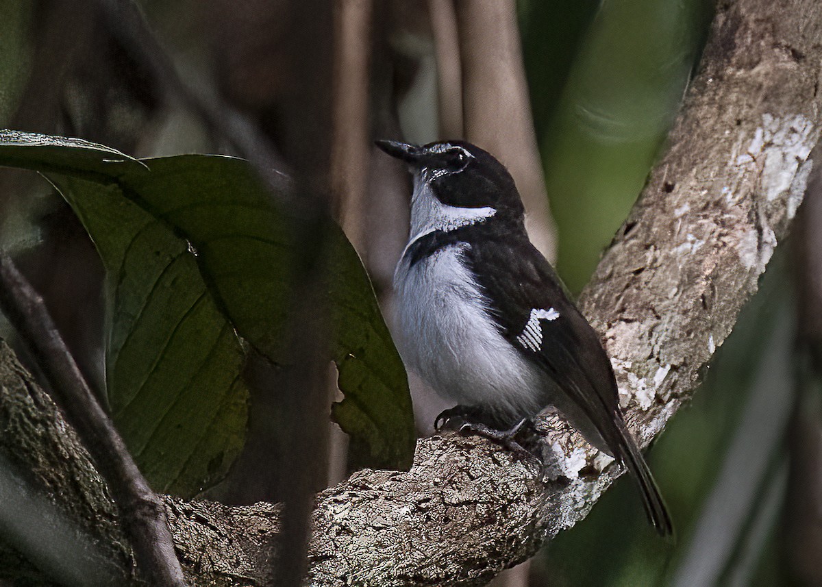 Black-sided Robin - ML614761523