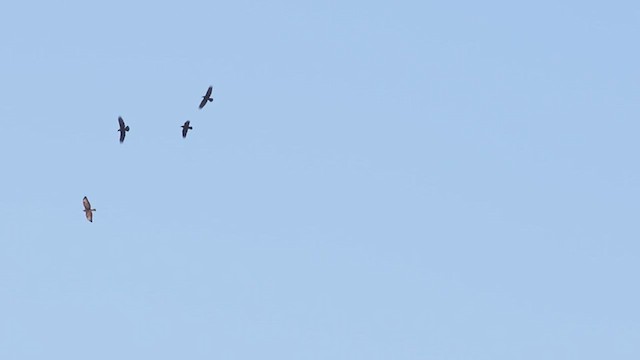 Corbeau brun - ML614761528