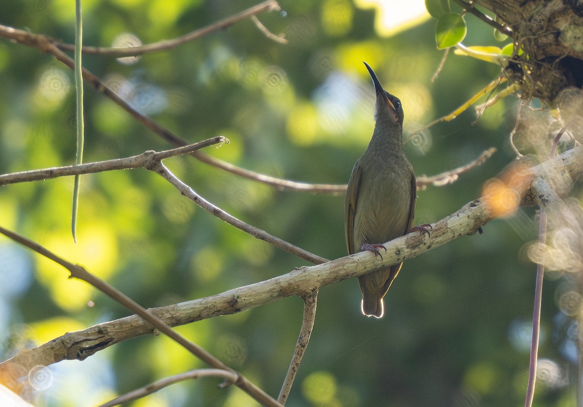 Naked-faced Spiderhunter - ML614761536